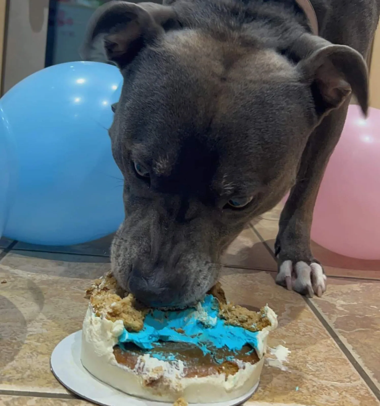 Goldie Pets Party Bakery & Supply Ltd